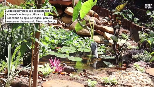 Sumiço de 80 anos: Guará está de volta e aquece o turismo ambiental no litoral do PR