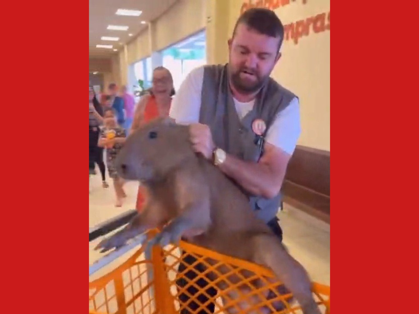 VÍDEO: Capivara é flagrada em supermercado e retirada em carrinho no Acre