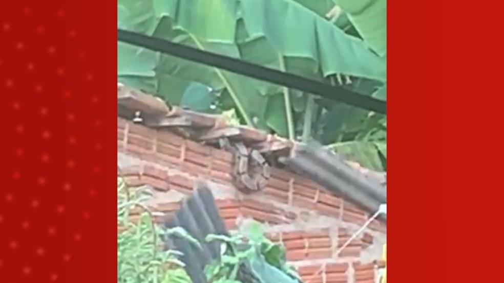 Momento em que morador quebra telhando para tira cobra — Foto: Reprodução/ Redes Sociais