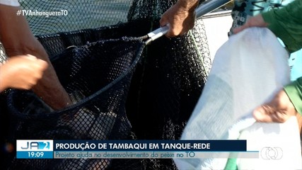 Produção de tambaqui em tanque-rede ajuda no desenvolvimento da espécie