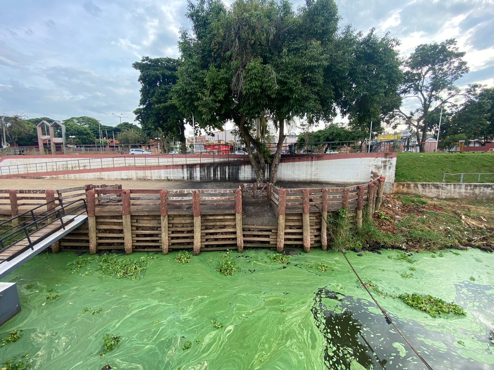 Crescimento de plantas aquáticas prejudica turismo no Rio Tietê em Barra Bonita