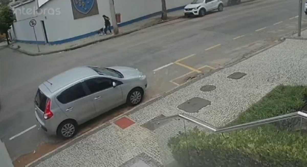 VÍDEO: Pitbull que passeia solto e sem focinheira faz novos ataques a cães no Bairro Bom Pastor, em Juiz de Fora