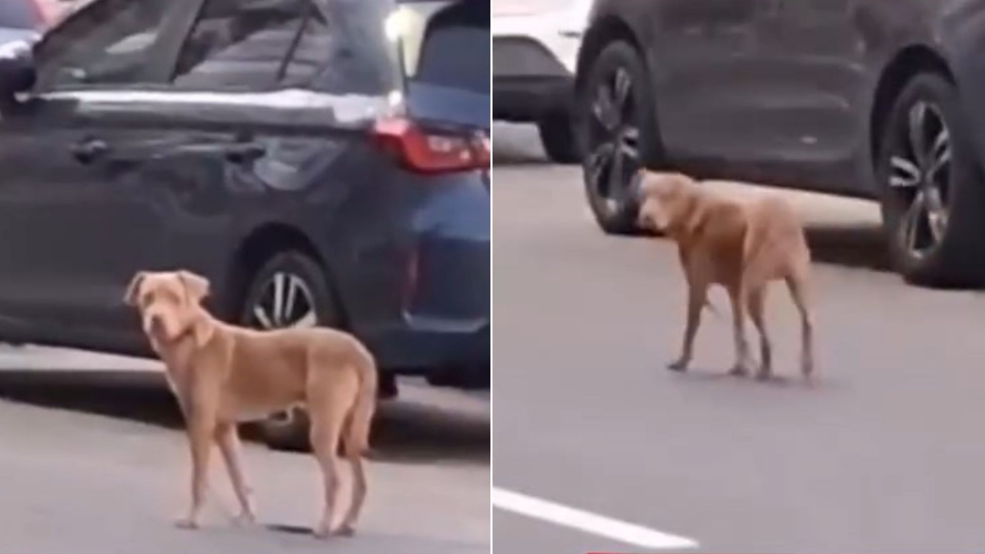 VÍDEO: aposentado abandona cachorro em praia de Guarapari e é indiciado
