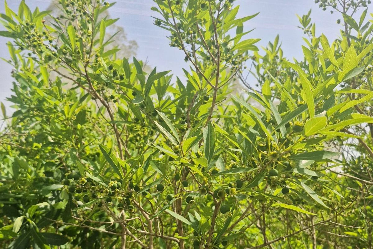 Fruta doce que resiste a incêndios é tema de seminário em MS