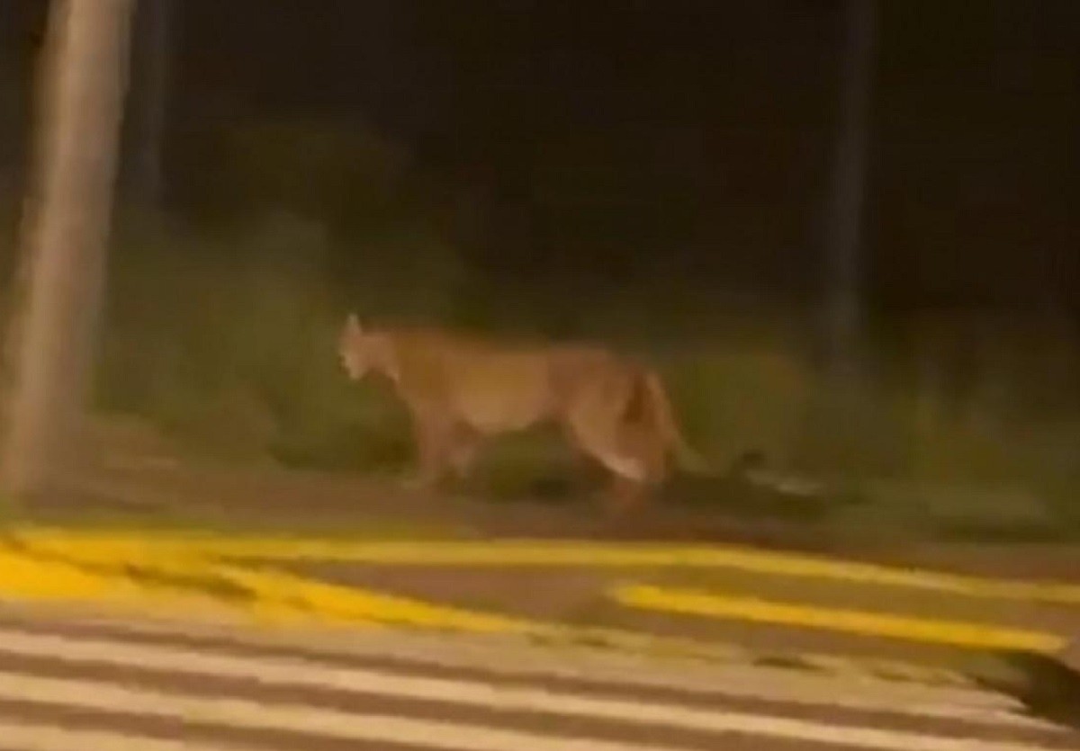 VÍDEO: onça-parda ‘passeia’ em área usada para corrida e caminhada e assusta moradores em Bauru: 'Sinal para não correr hoje'