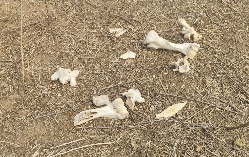 Dois bovinos, entre idades aproximadas de 3 e 5 meses, também foram encontrados mortos e uma carcaça de bovino consumida por urubus. — Foto: Polícia Militar de Mato Grosso