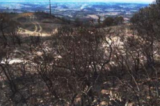 Área de 615 hectares atingidos por um incêndio florestal no Sul de MG vão passar por recuperação após acordo do MPMG