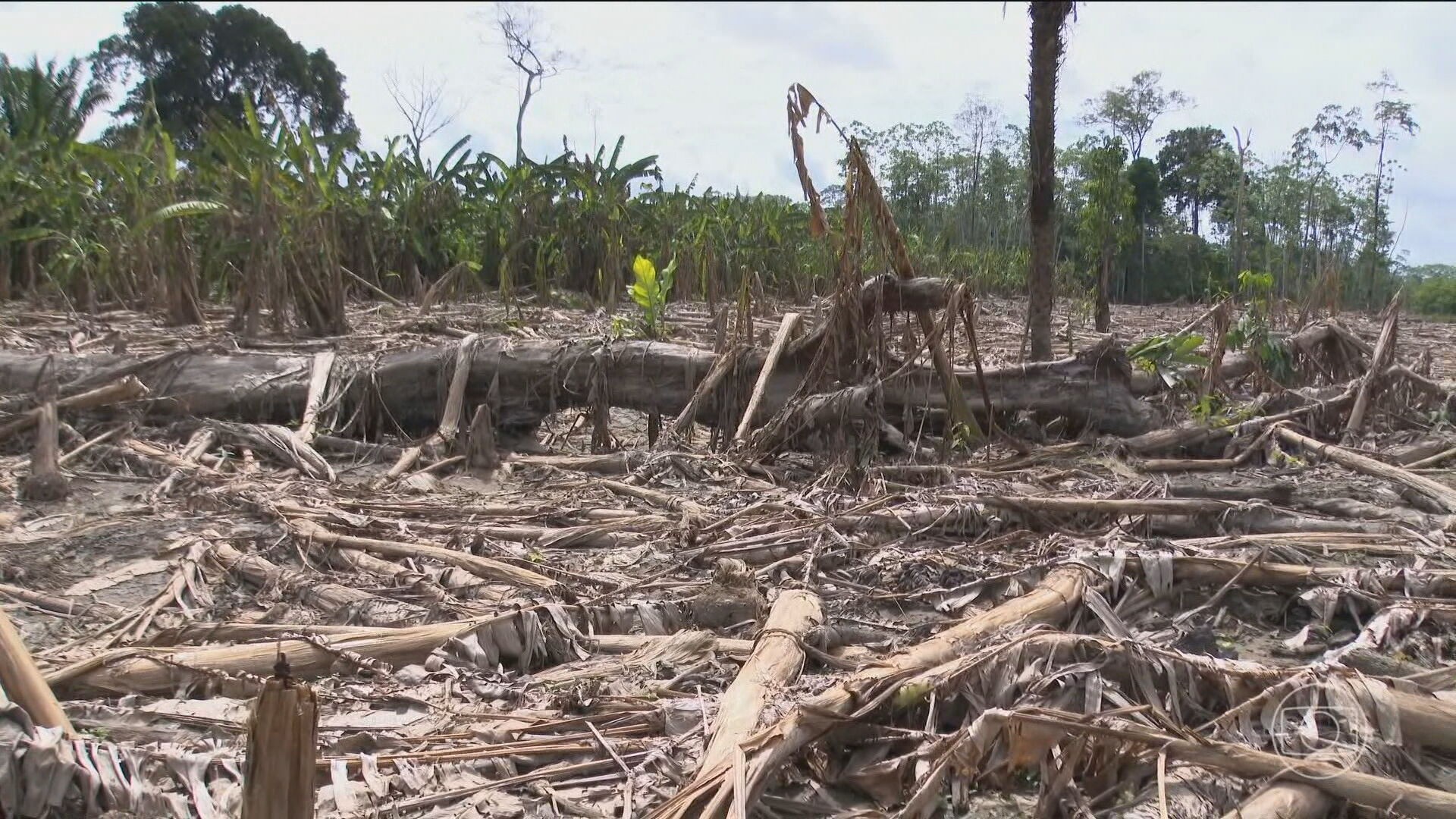 Baixa do nível do Rio Madeira revela destruição em comunidades ribeirinhas de Rondônia