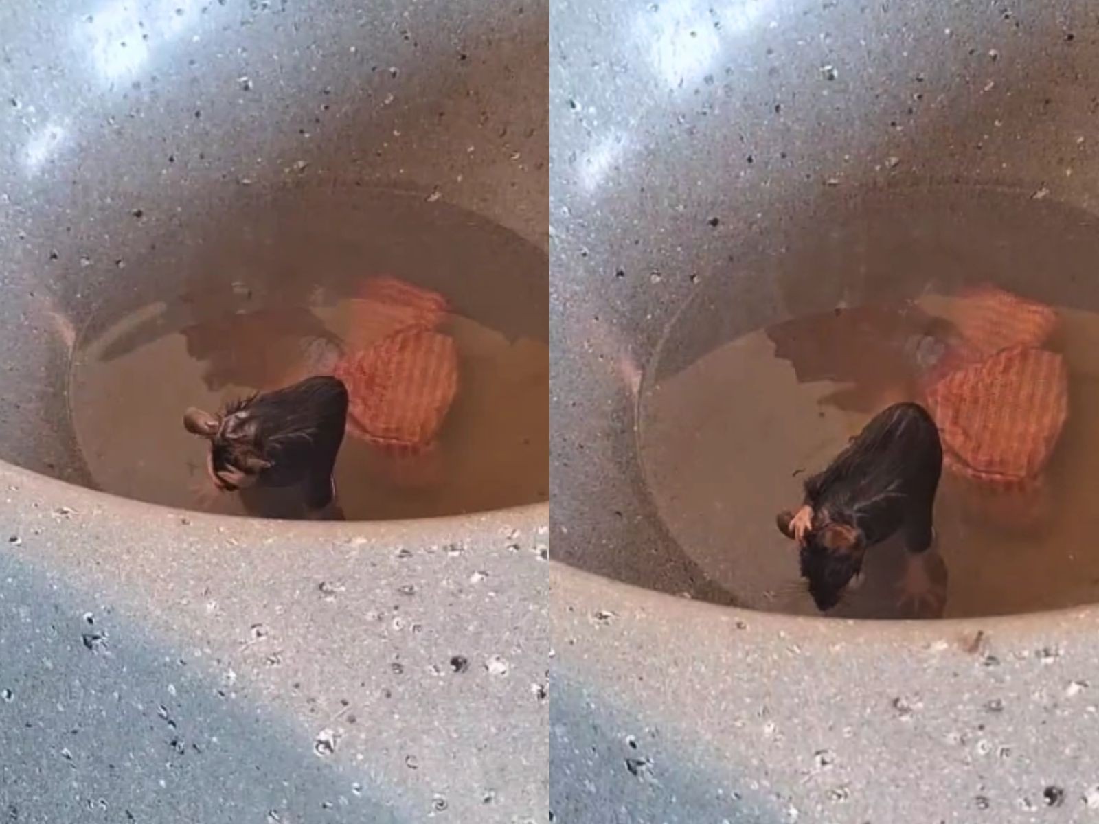 Rato flagrado tomando banho em pia no Acre fugiu após cachorro latir, diz pedagoga