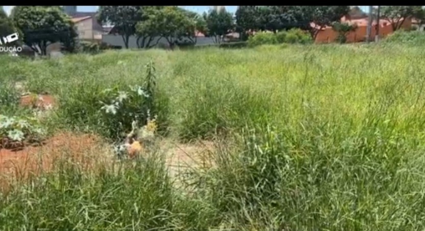 Sem manutenção, cemitério de Limeira tem mato alto entre sepulturas, acúmulo de lixo e criadouros de dengue 