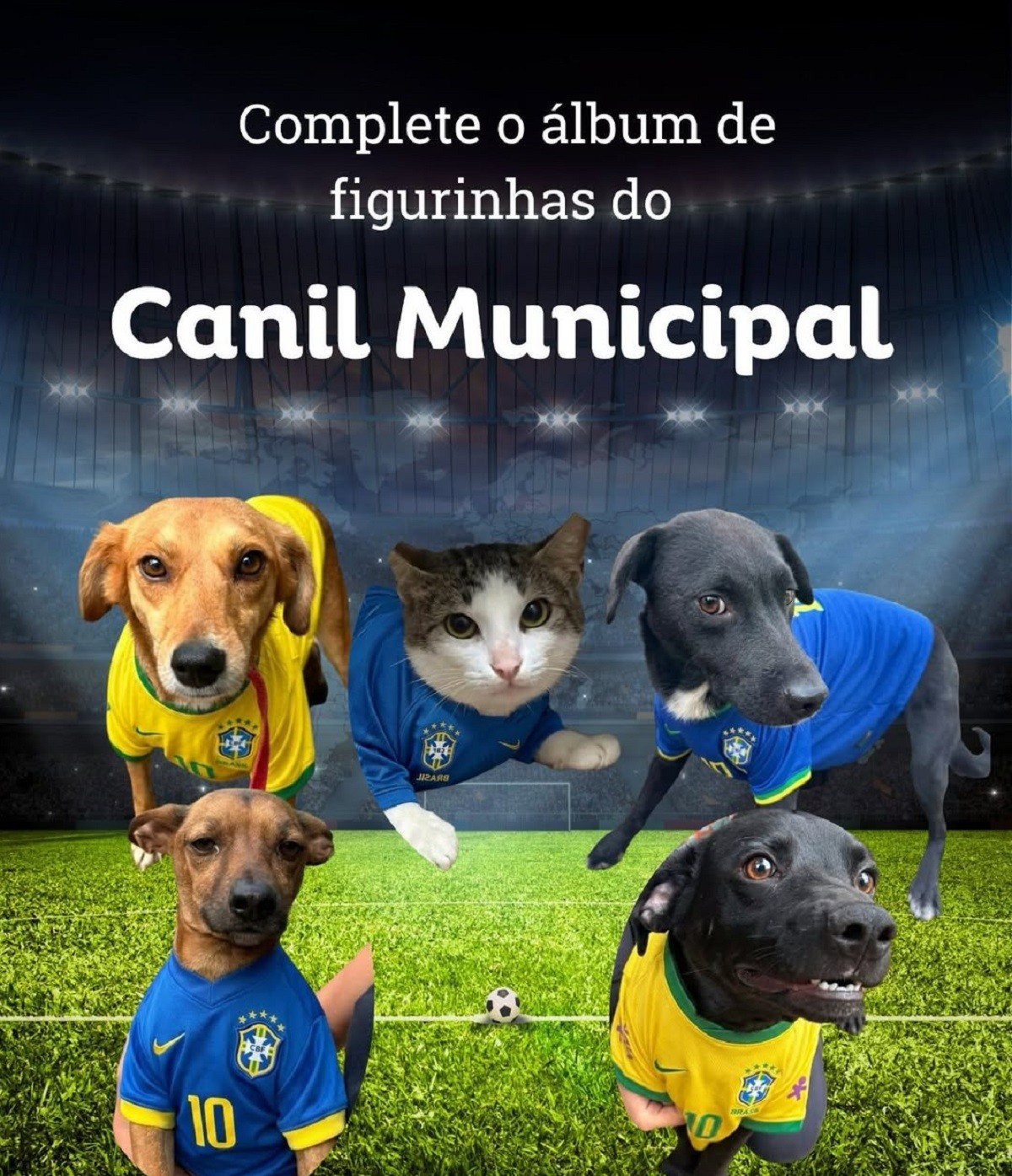 Neymara, Paquetá, Leona Pereira: pets entram na onda da Copa e ganham figurinhas em campanha de doação Juiz de Fora