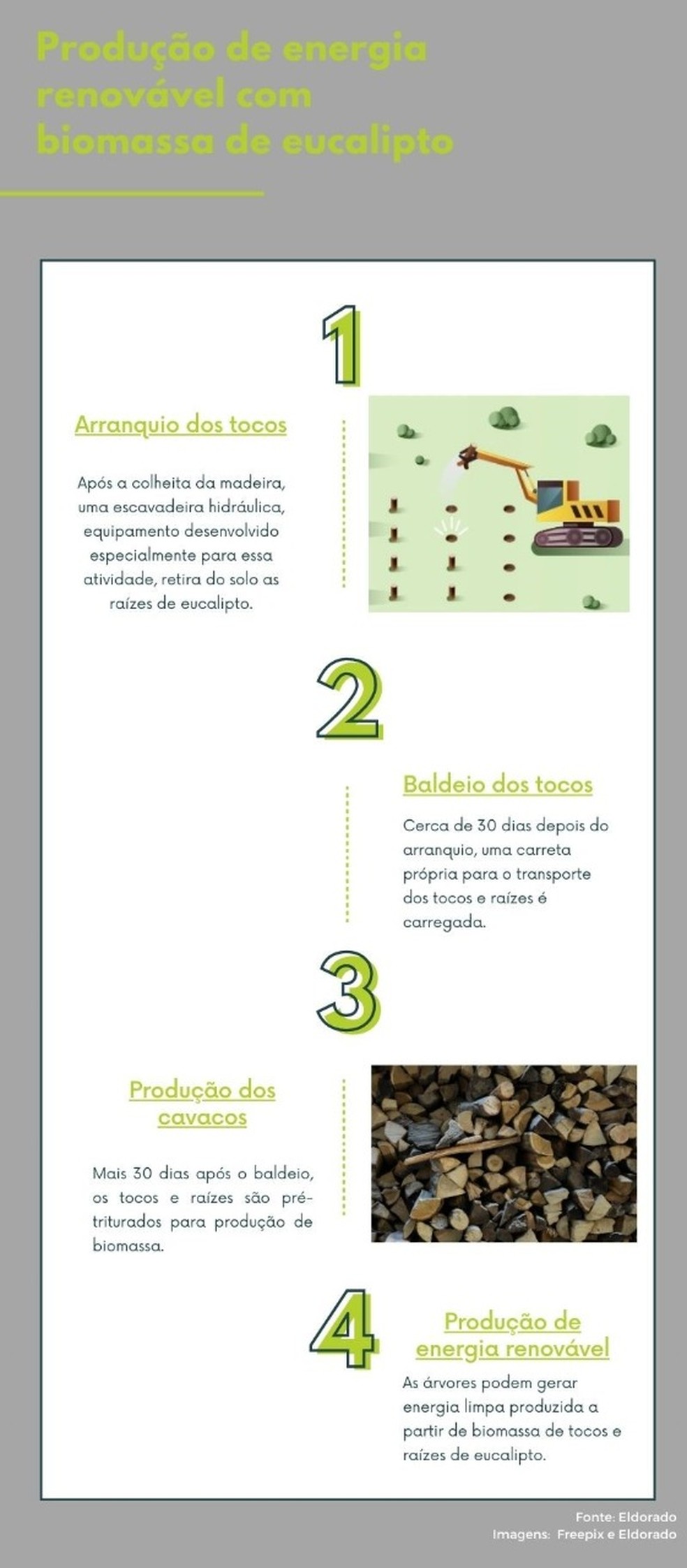 Para especialistas, a produção de biomassa florestal para energia é mais uma alternativa sustentável através das arvores  — Foto: Informações: Eldorado Brasil/ Infográfico: Rafaela Moreira