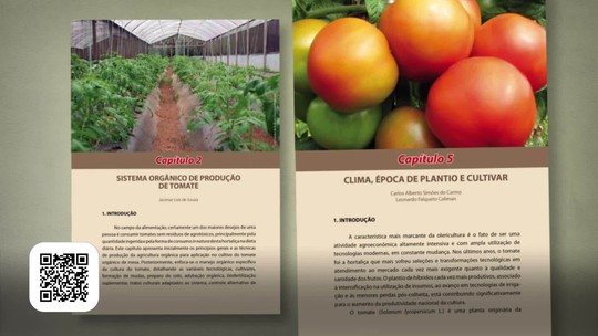 Como cultivar tomate - Programa: Globo Rural 