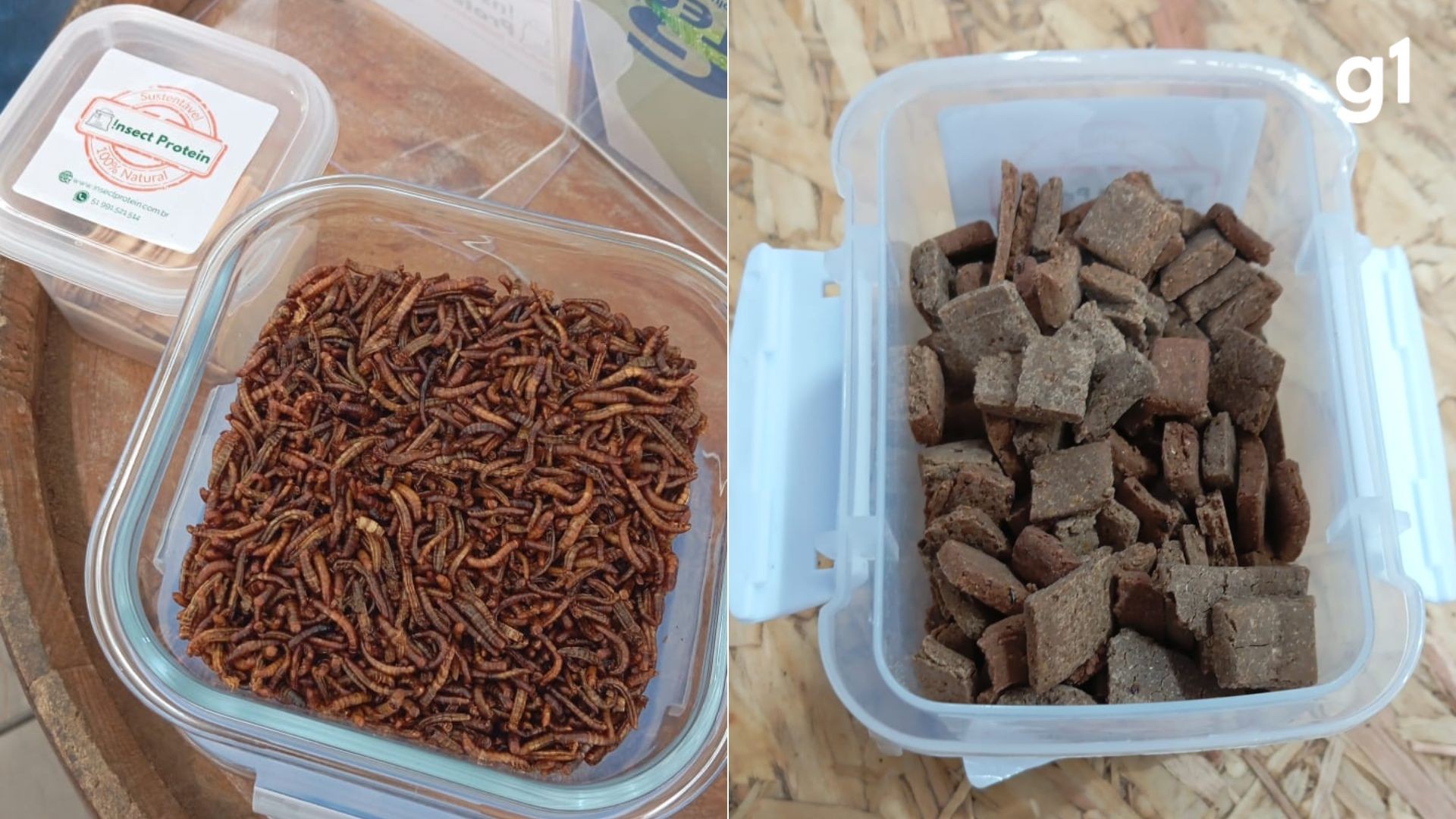 Empresa aposta em petiscos de insetos e larvas como alimento alternativo e tenta liberação para consumo humano