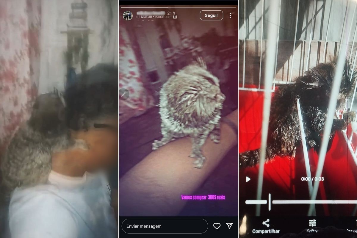 Tráfico de animais silvestres: Polícia Civil encontra adolescente que vendia saguis por até R$ 300 na internet