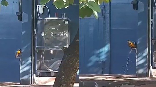 Vídeo: arara abre torneira e toma água em quartel da capital - Foto: (PMMS/Reprodução)