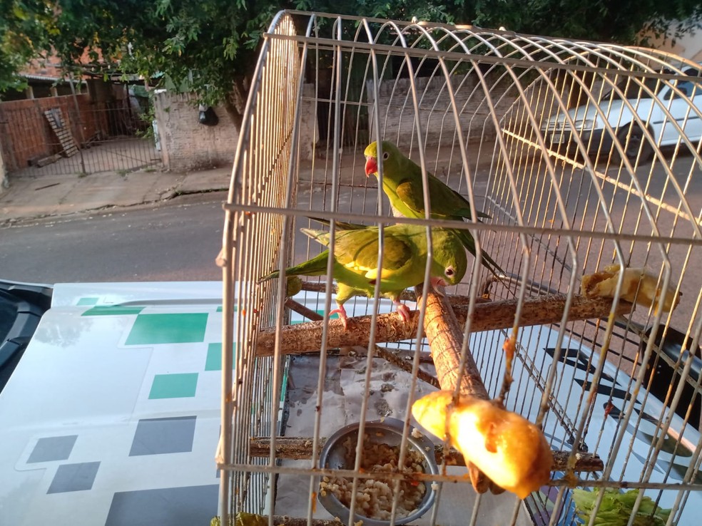 Mulher é multada por manter aves silvestres em cativeiro há mais de 15 anos, em Dracena (SP) — Foto: Polícia Ambiental