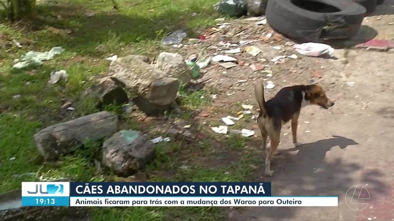 Cães de indígenas Warao são abandonados após transferência de famílias para novo abrigo em Belém