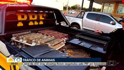 Suspeitos de tráfico de aves silvestres são presos em flagrante na BR-153, em Araguaína