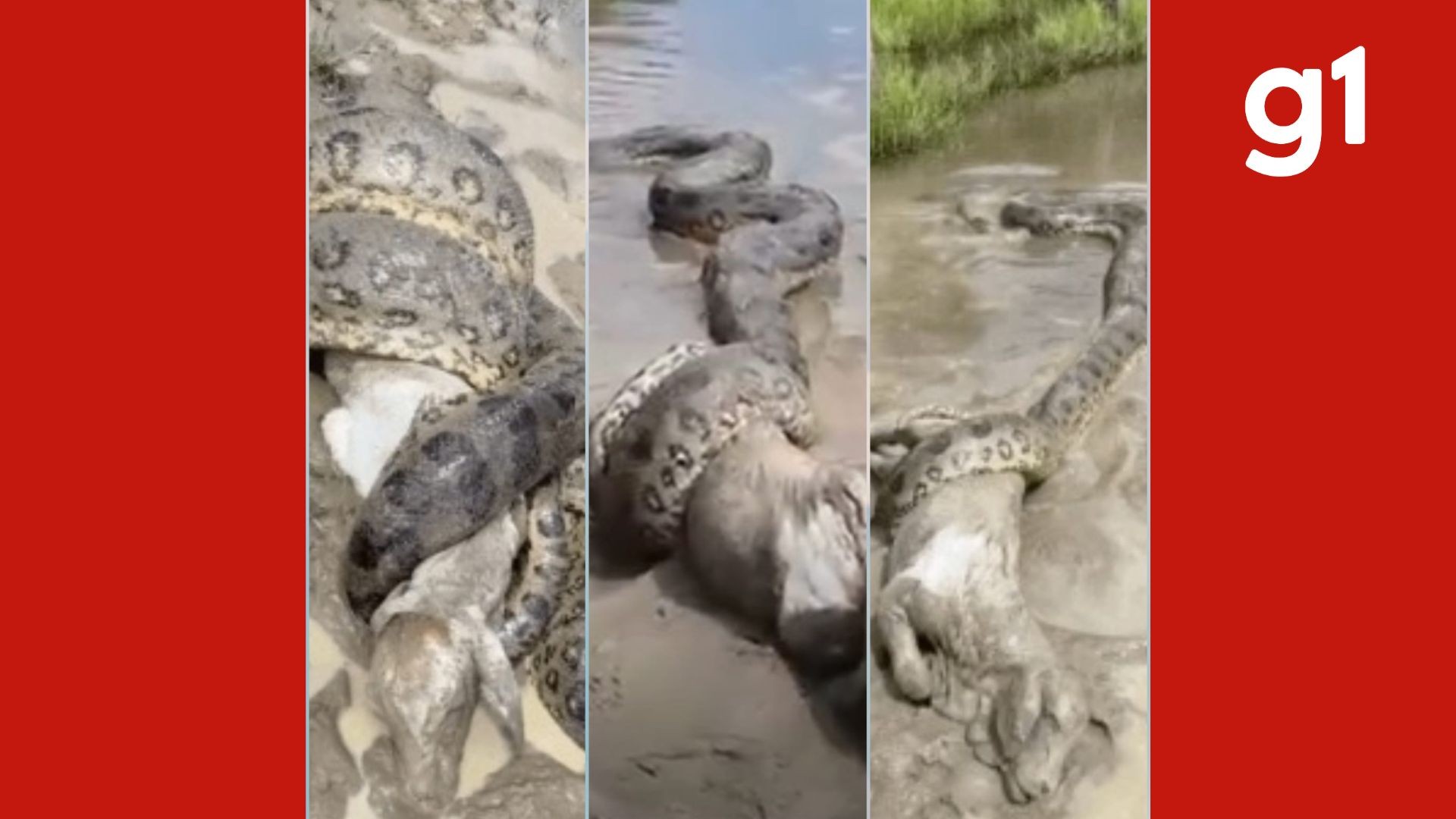 VÍDEO: policial registra sucuri enrolada em bezerro e desvenda mistério de desaparecimento de animais em MT