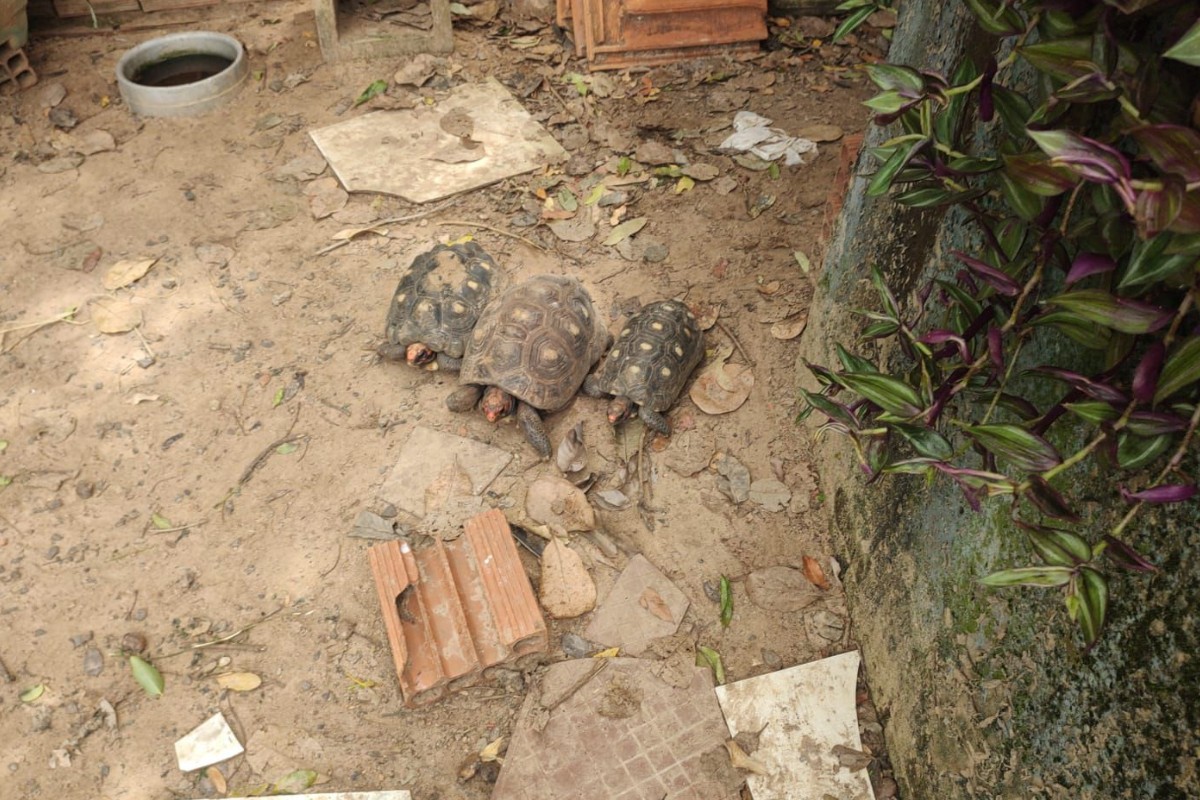 Homem é denunciado e multado em R$ 3 mil por manter jabutis em cativeiro em Adamantina