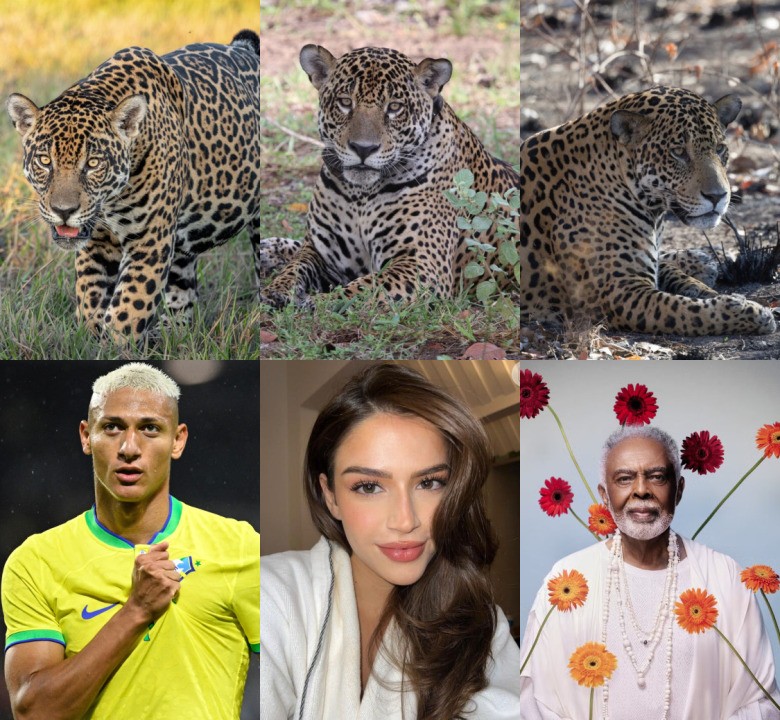 Gilberto Gil, Richarlison e Lelê Burnier adotam onças-pintadas do Pantanal para preservação de espécie; veja vídeo