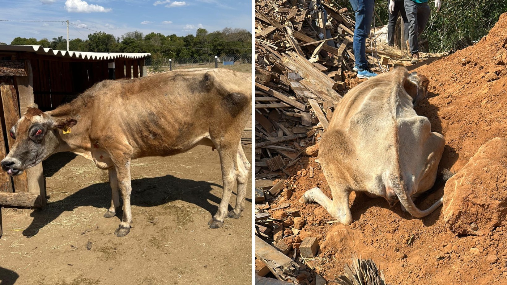 Vaca em situação de maus-tratos é resgatada de lixão em Bragança Paulista, SP