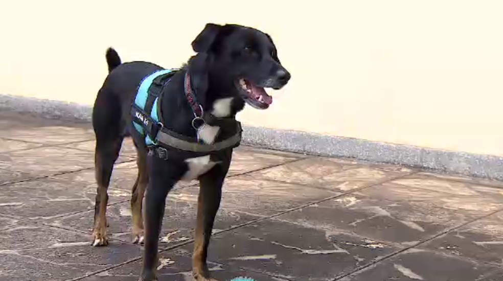 Cachorro vira-lata ajuda perito criminal em investigações no interior de SP. — Foto: Reprodução/TV Vanguarda