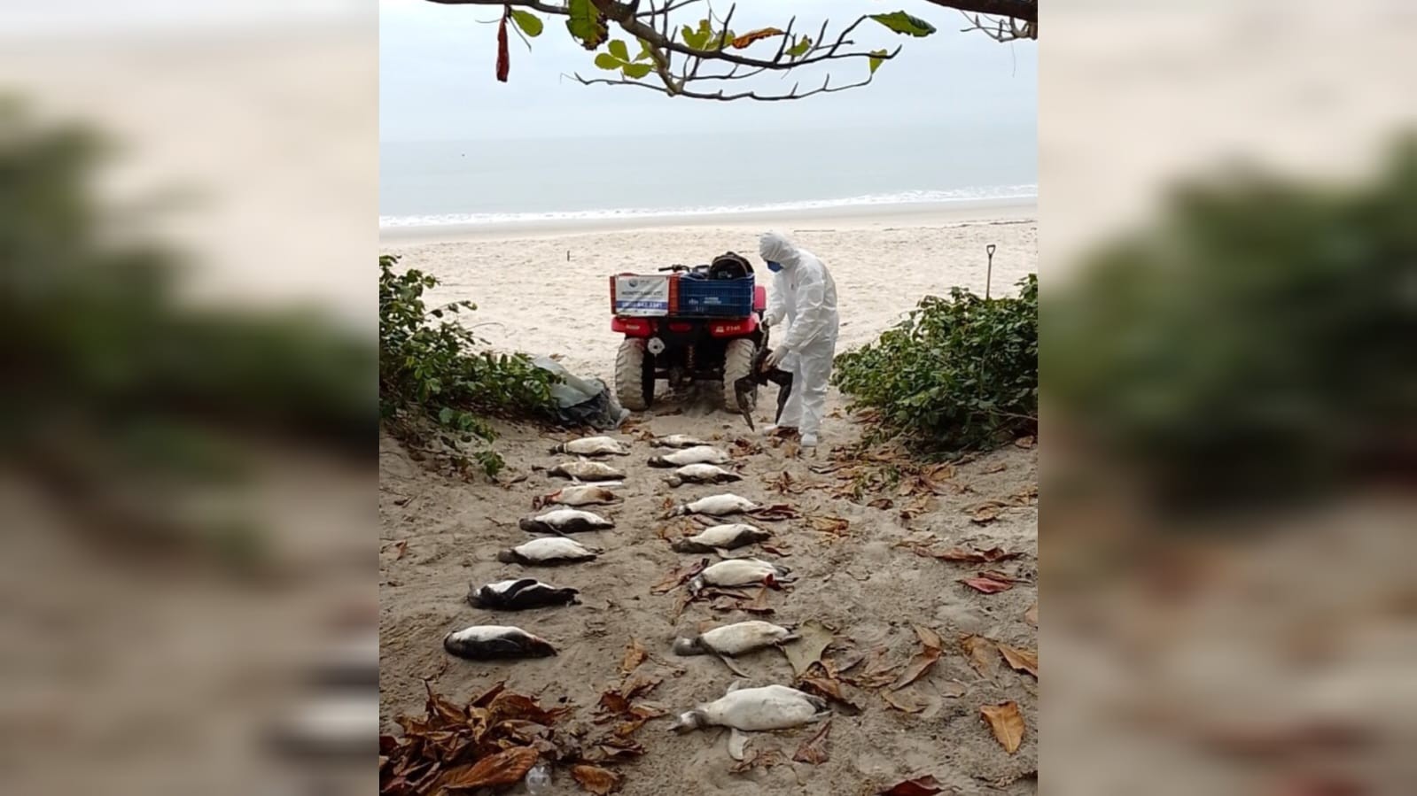 Mais de 3,3 mil pinguins são encontrados mortos em SC em 2025, sendo 2,5 mil só em agosto