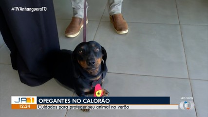 Animais de estimação também são afetados pelo calor