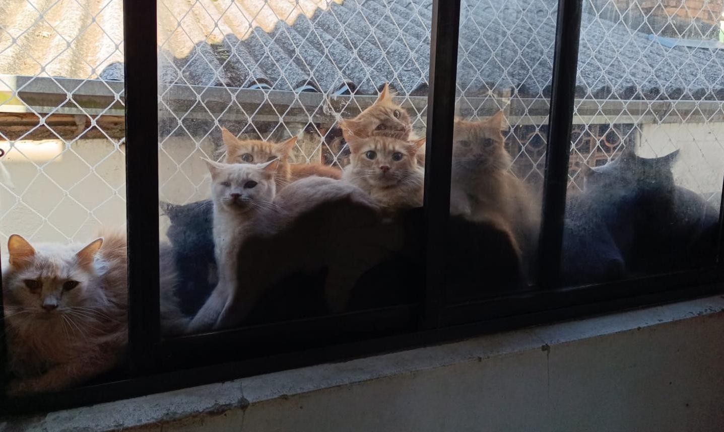 Dona de apartamento com 400 gatos em SC tinha casal de felinos que se reproduziu 'sem controle' ao longo de 10 anos, diz município