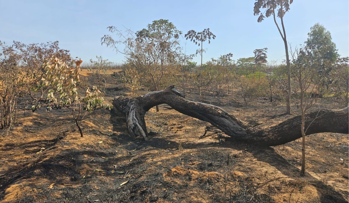 Usina é multada em mais de R$ 180 mil por incêndio em área de canavial no interior de SP 