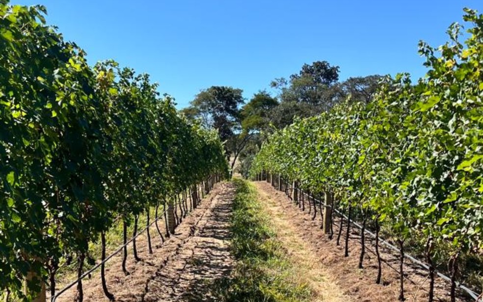 Villa Aurum, em Corumb� de Goi�s � Foto: Divulga��o/Villa Aurum