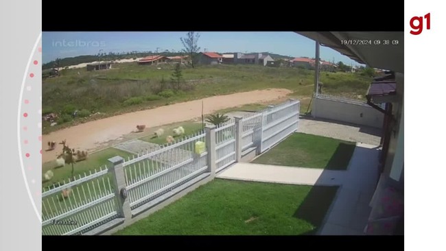 Lulus-da-pomerânia fogem de canil após portão abrir em SC