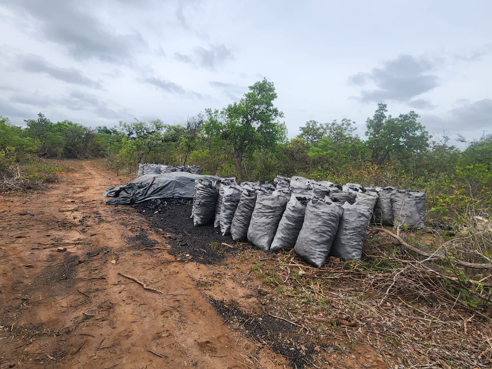 Pai e filhos são presos após furto de madeira de empresa em Rio Pardo de Minas
