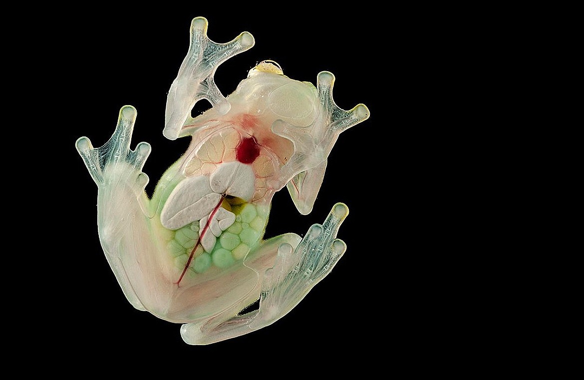 Você Não Tá Convidada pro Meu Bat Mitzvá!