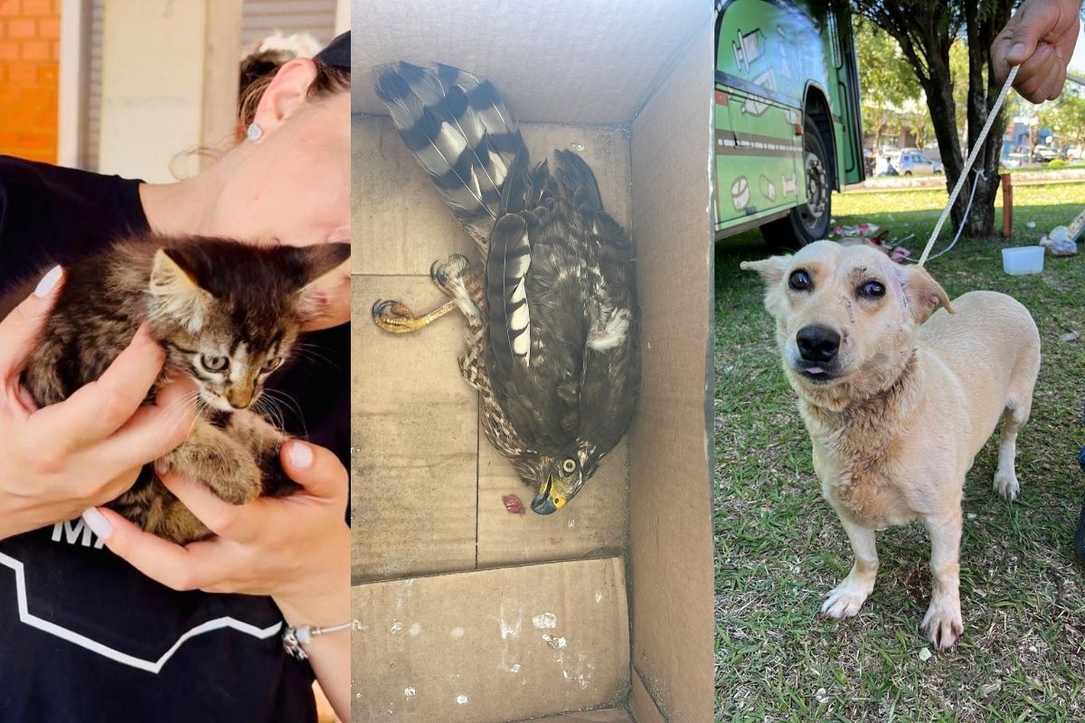 Cerca de 20 animais morreram e outros 50 foram encontrados perdidos e feridos em cidade do PR destruída por tornado, diz projeto