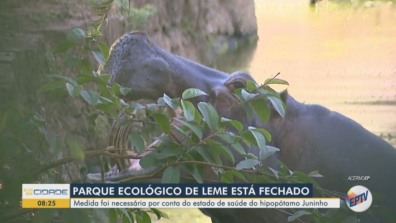 Parque é fechado após hipopótamo adoecer no interior de SP