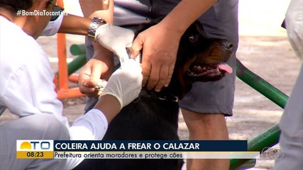 Palmas promove campanha contra o calazar