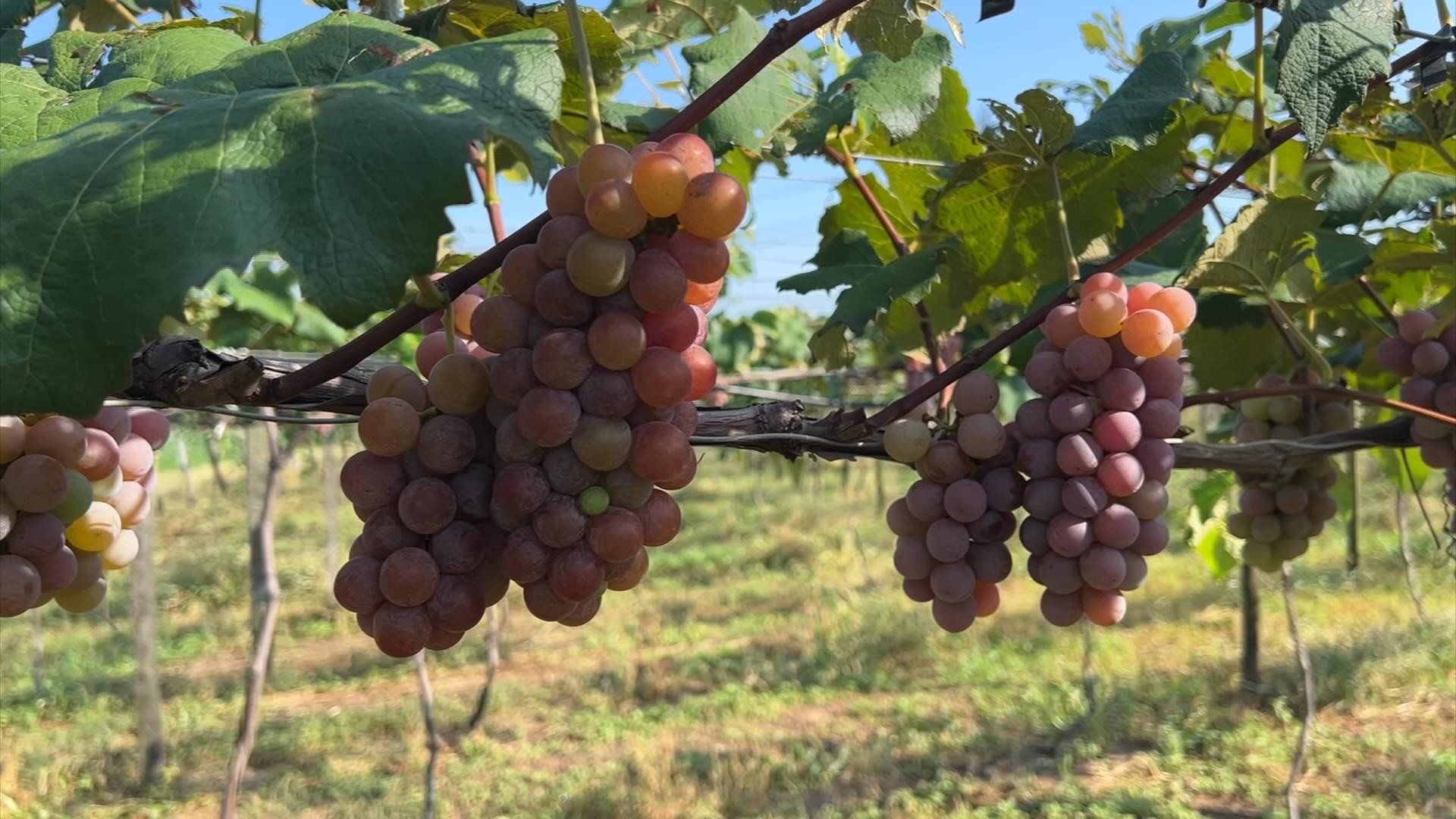 Produtores colhem safra da uva em Porto Feliz