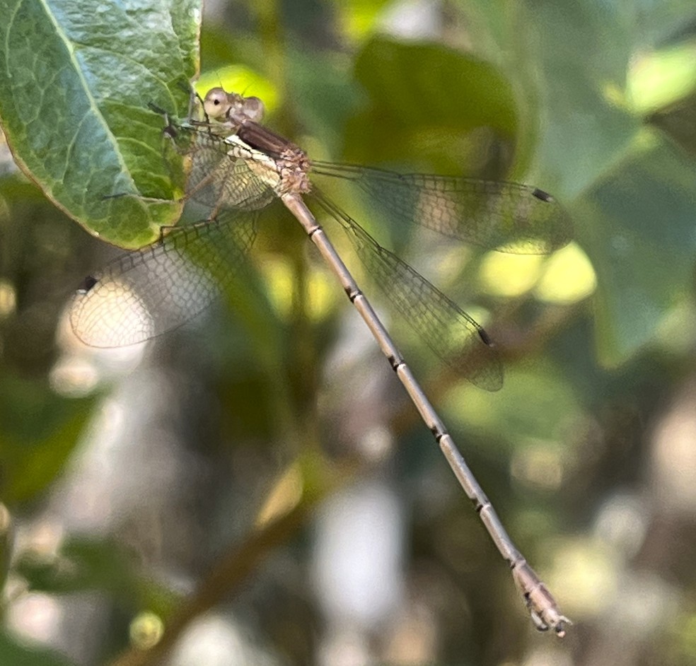 Exemplar da espécie Lestes quadristriatus — Foto: Felipe Henrique Datto Liberato