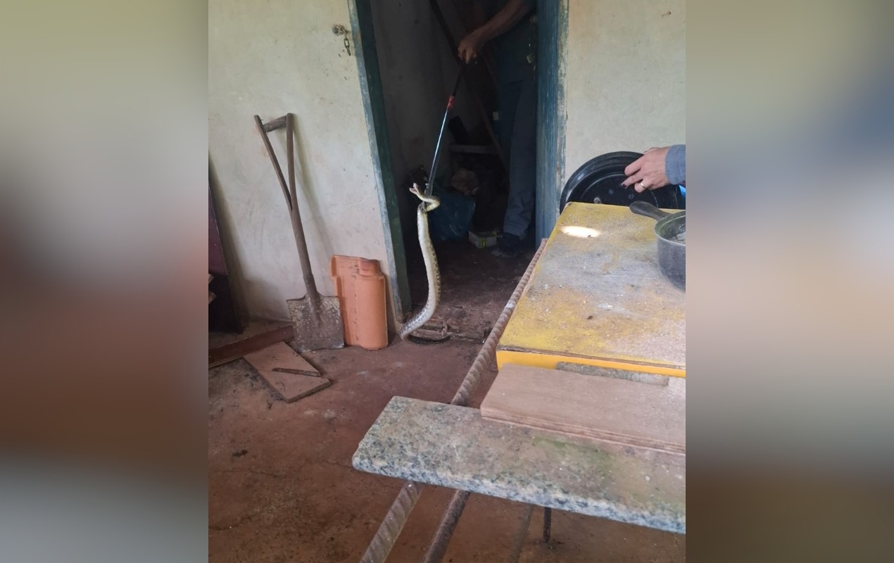 Bombeiros capturam cobra cascavel na zona rural em Itapetininga