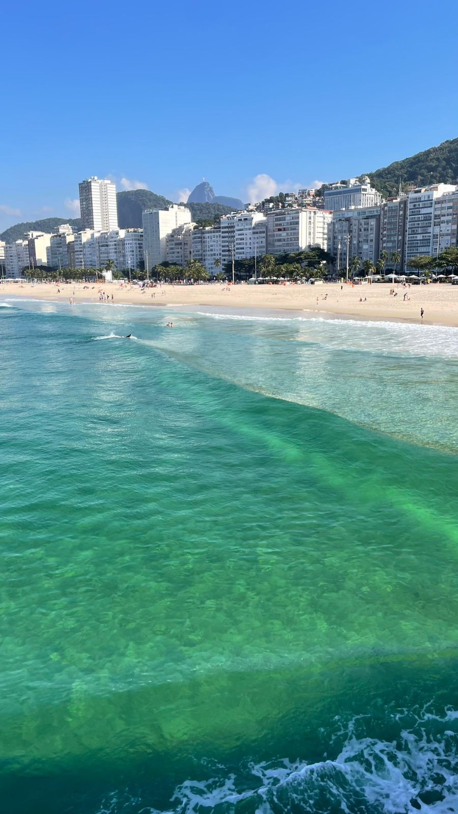 Pinguim nada em mar cristalino do Leme, na Zona Sul do Rio