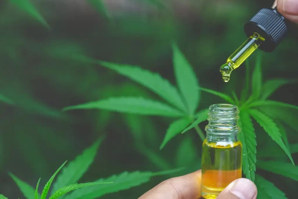 Canabidiol é uma substância presente na planta Cannabis sativa — Foto: Getty Images
