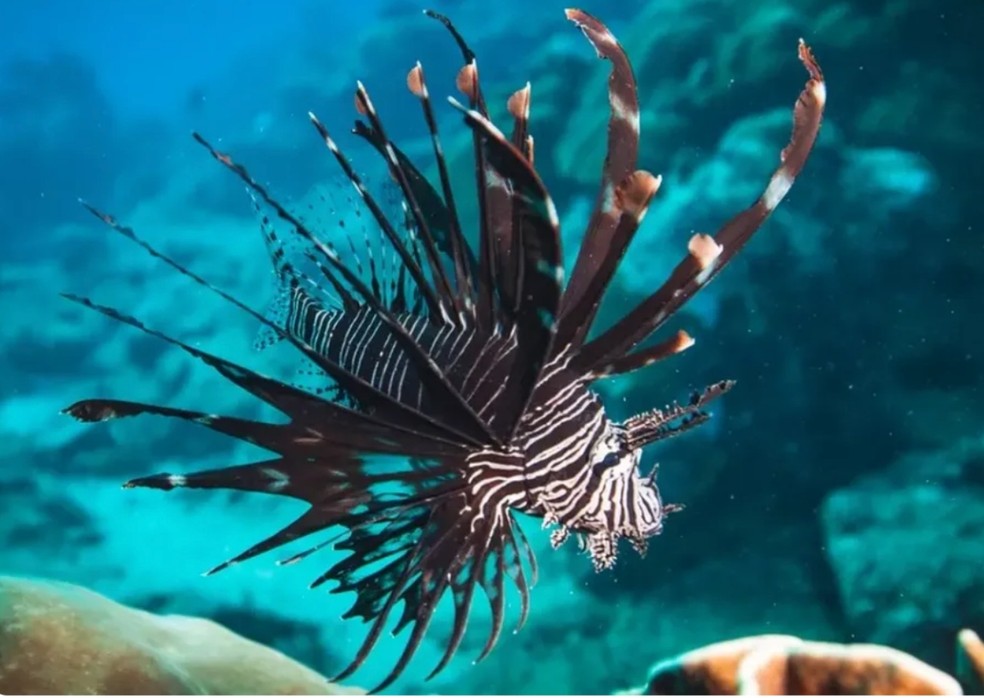 Peixe-le�o � esp�cie invasora e venenosa � Foto: F�bio Borges/Acervo pessoal