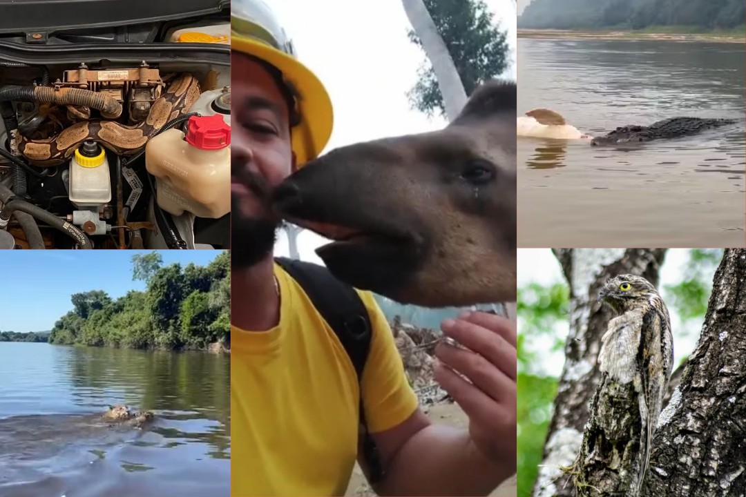 Retrospectiva 2024: relembre casos curiosos do mundo animal em Rondônia