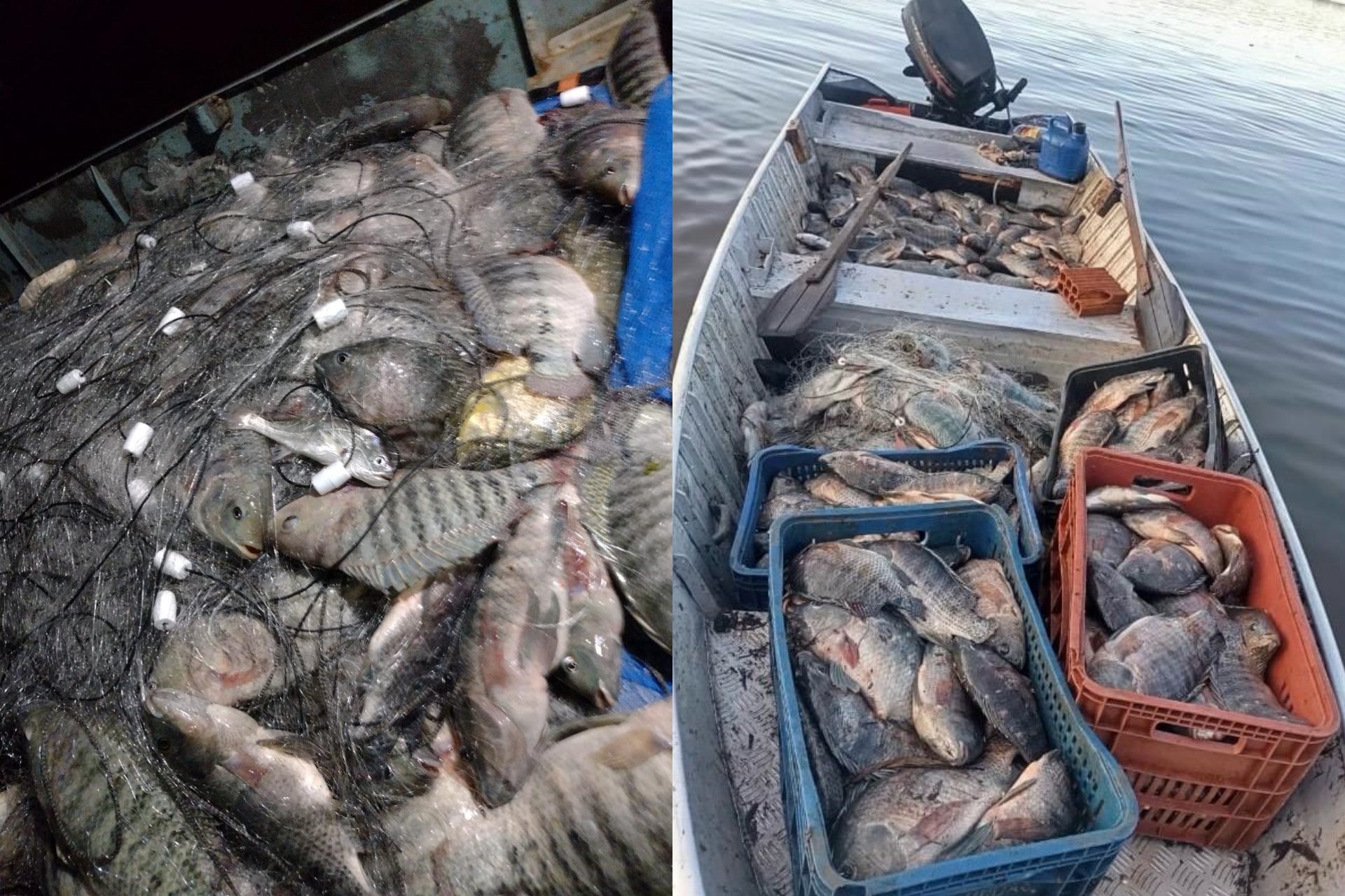 Polícia Ambiental apreende 95 kg de tilápia em operação para combater pesca predatória no Rio Tietê; quatro pessoas são autuadas