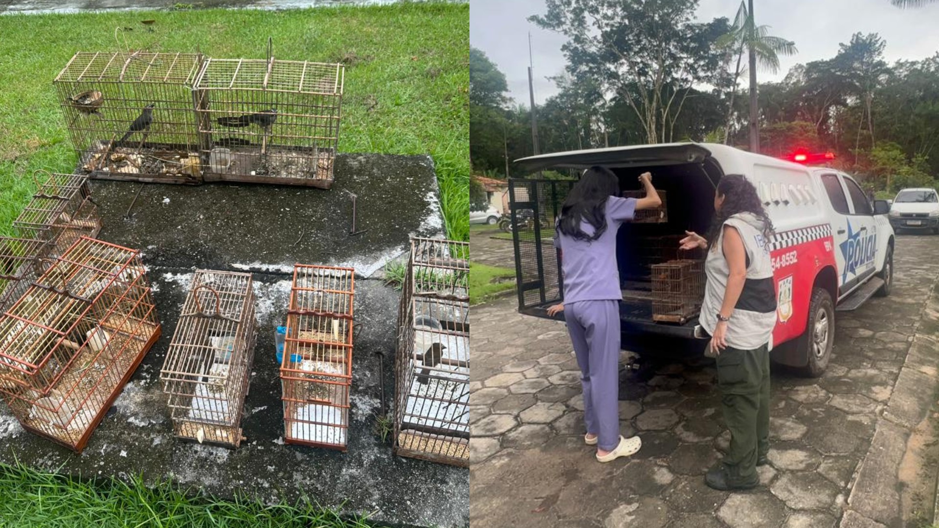 Polícia Militar Ambiental apreende aves silvestres e multa morador na Grande Belém