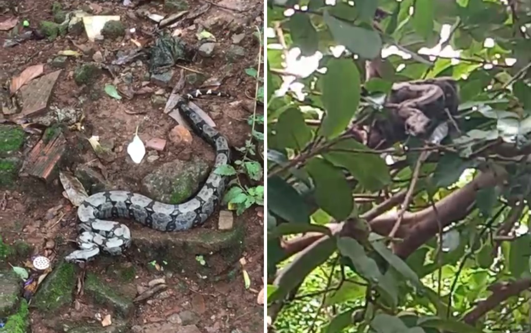 Jiboia é encontrada por moradora no quintal de casa em Goiás