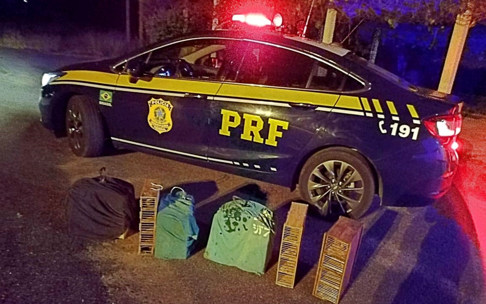 Treze pássaros trinca-ferros são encontrados em gaiolas dentro de carro abordado na BR-267 em MG — Foto: Polícia Rodoviária Federal